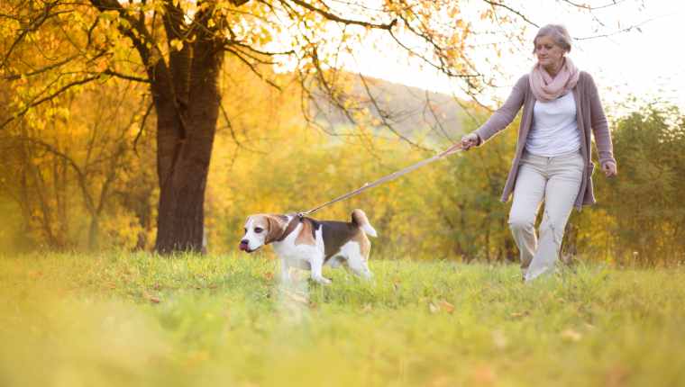 Dog jerked leash outlet shoulder pain